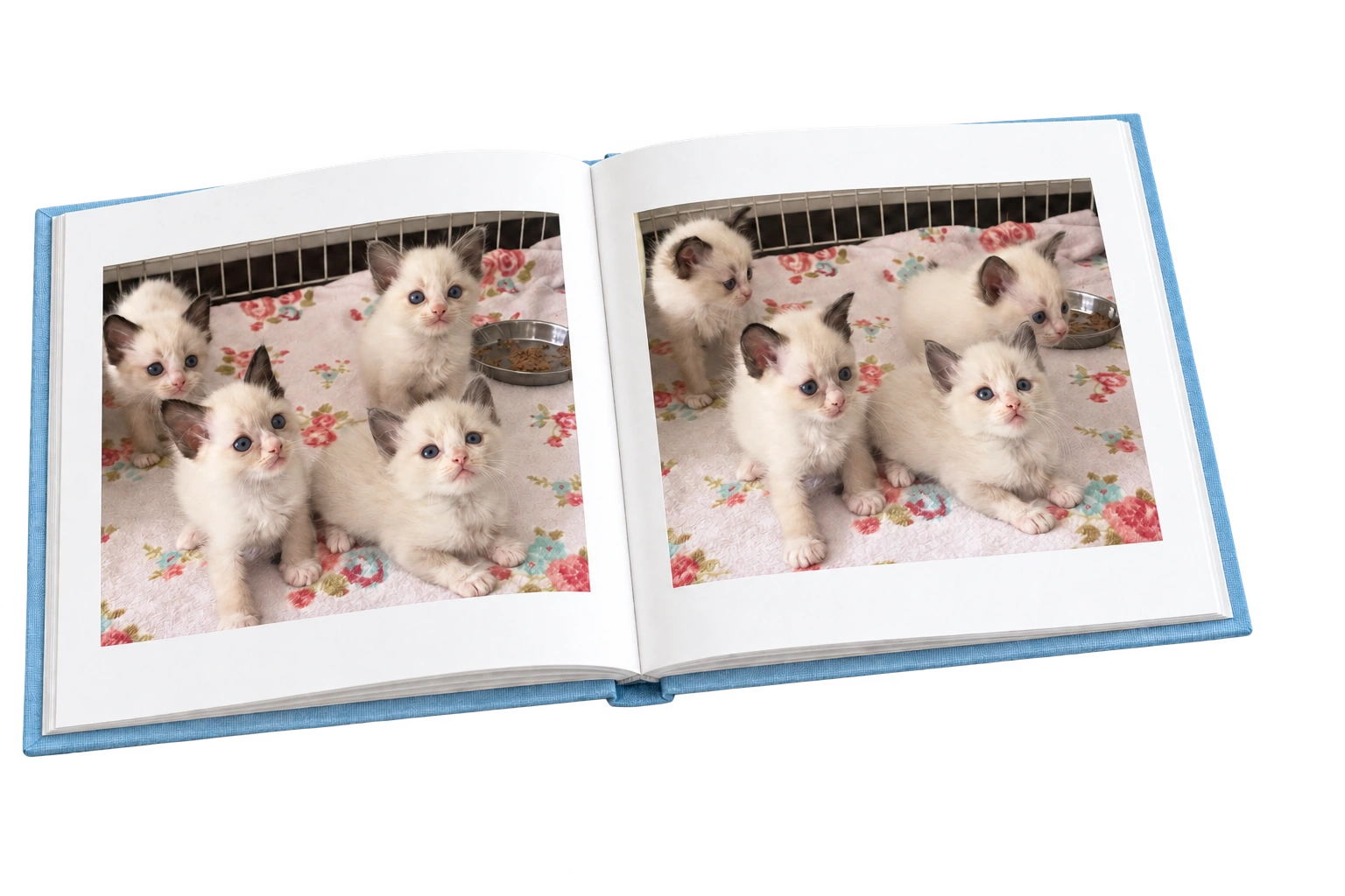 子猫の成長写真をまとめたアルバムのイメージ