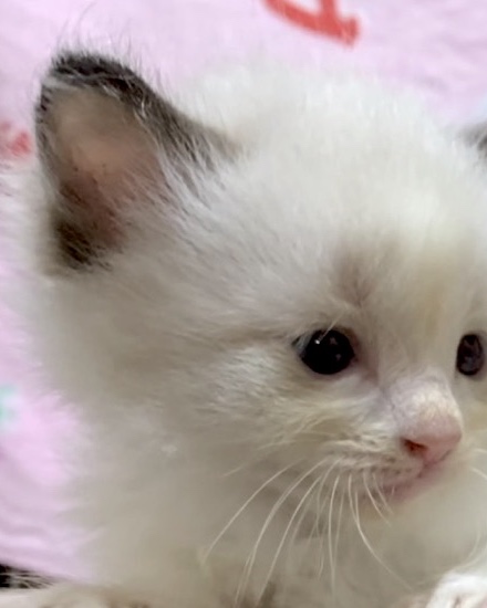 リリーベルの子猫の日常