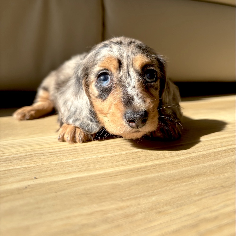 リリーベルの犬の日常写真