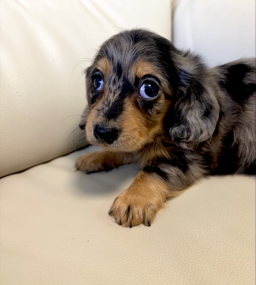 リリーベルで育った犬の記録