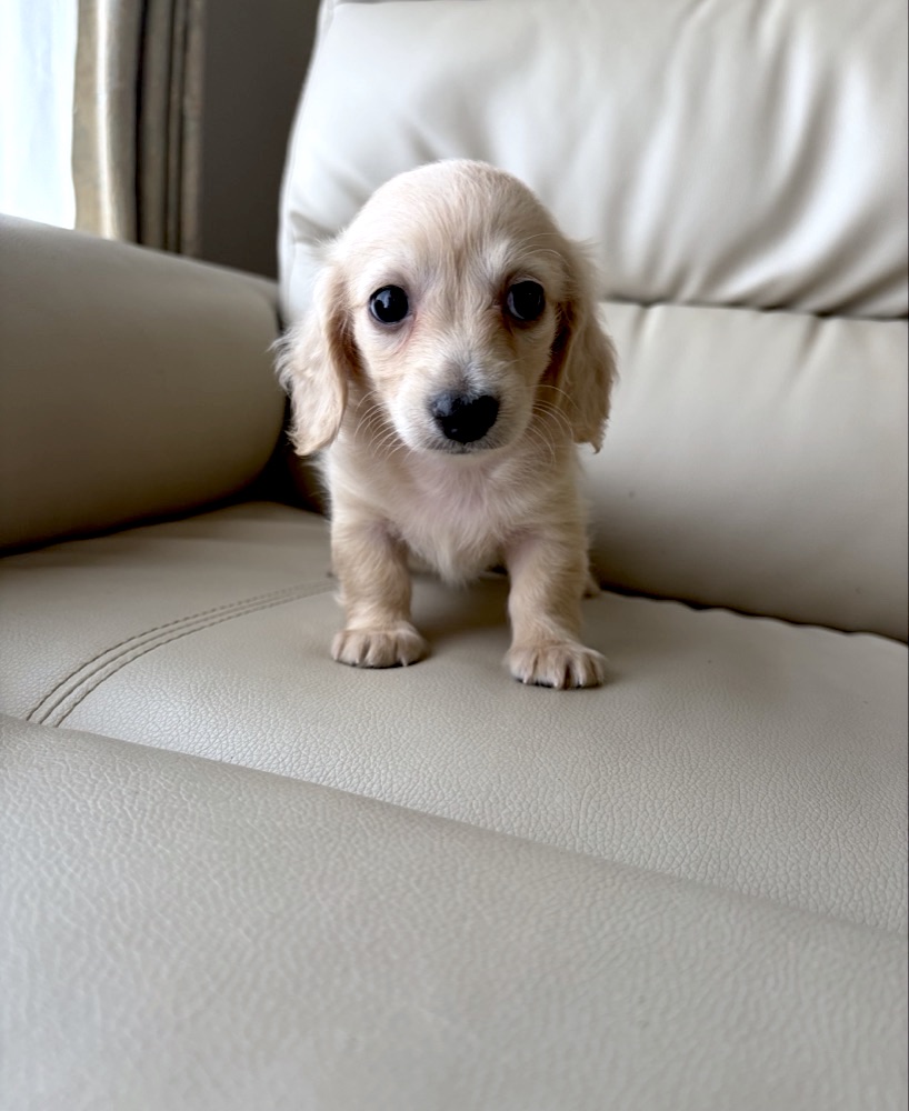 リリーベルで育った子犬の記録写真