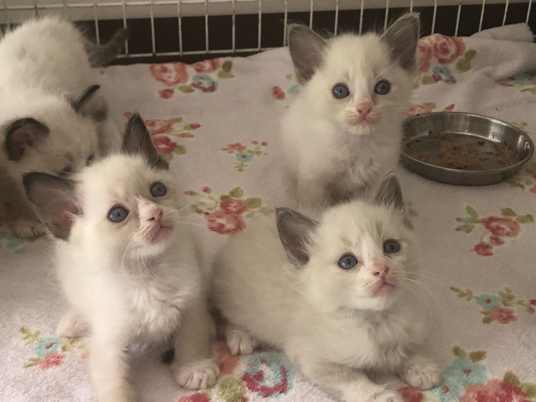 一緒に過ごすラグドールの子猫たち