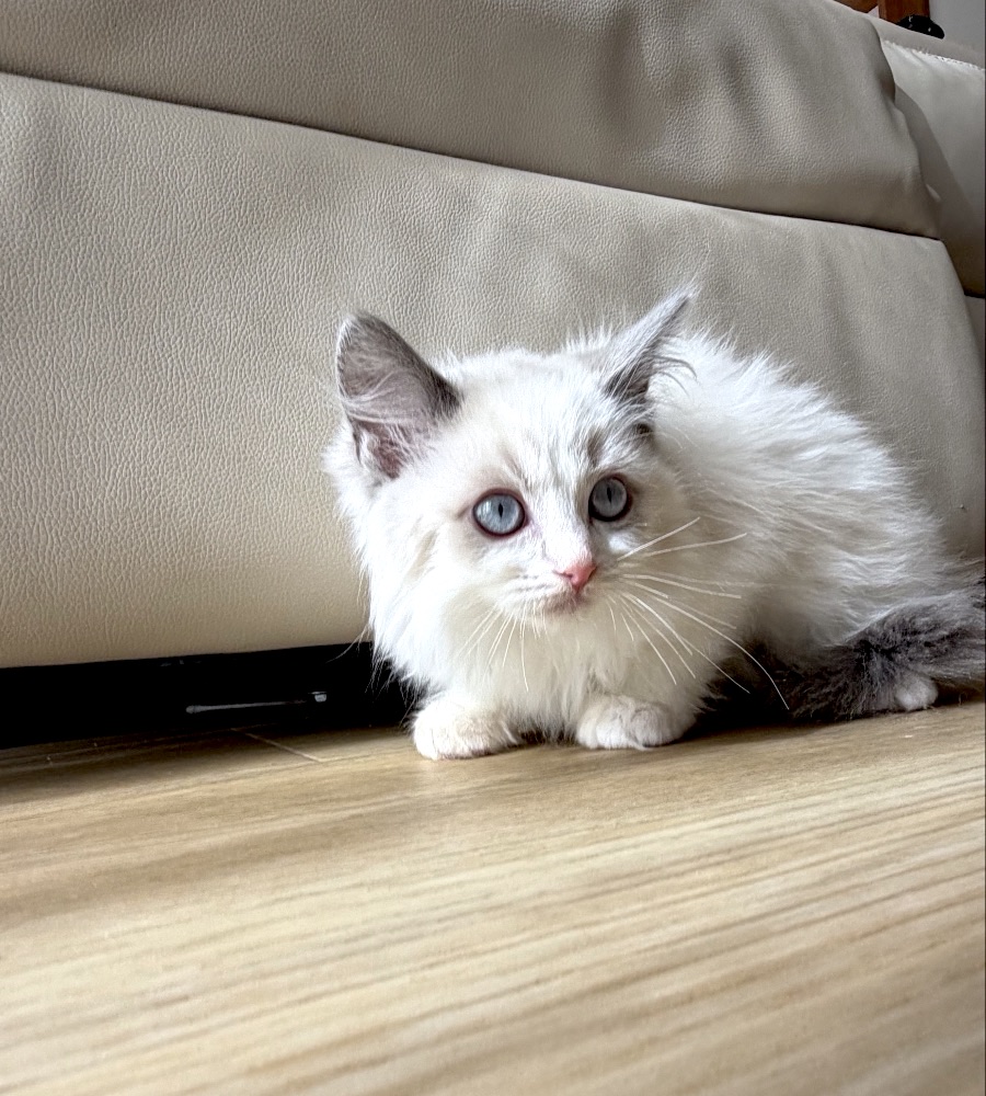 リリーベルで育ったラグドールの子猫